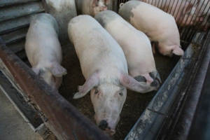 Comisarul european pentru Agricultură intervine în scandalul pestei porcine! ce măsuri vor fi luate