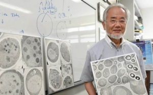 Dieta japonezului laureat cu premiul Nobel: ajută la scăderea în greutate şi regenerarea celulară