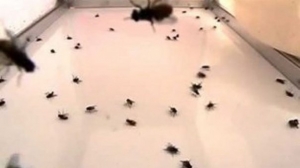 Iata cum scapi doar in cateva secunde de mustele, tantarii sau insectele care-ti intra vara in casa