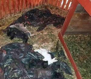 Iepurașii de Paste din fața Primăriei Arad au fost omorâți de câini