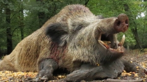 Vânarea mistreţilor şi a prădătorilor poate extinde focarele de pestă porcină