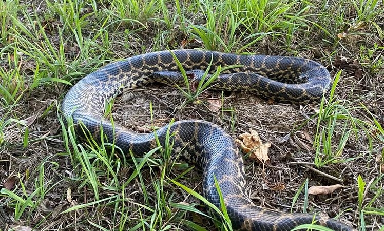 Șarpe anaconda de doi metri descoperit pe malul Dunării. Autoritățile încearcă să afle de unde a apărut reptila
