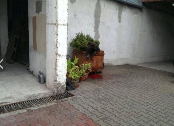 Şeful Poliţiei a ordonat ca puiul de urs din Sibiu să fie călcat cu maşina