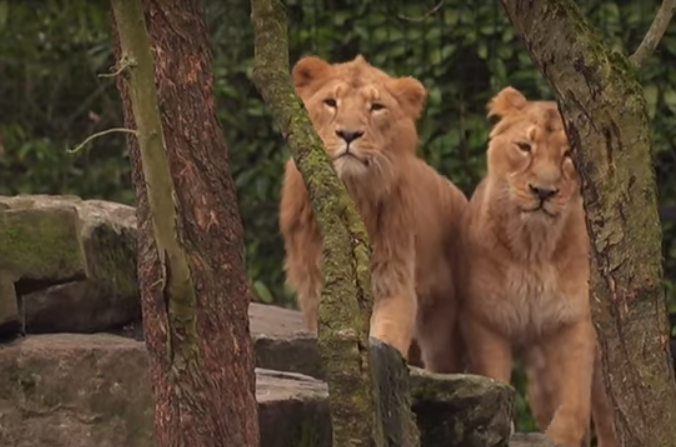 Împuşcarea mortală a unui leu scăpat de la o grădină zoo a creat consternare în Belgia
