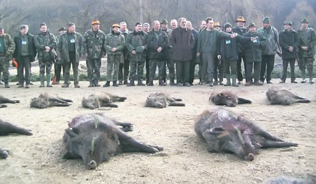 Începe vânătoarea de mistreţi de la Balc