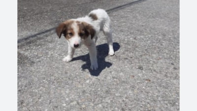 Închisoare cu executare pentru un bărbat care a omorât un pui de câine: