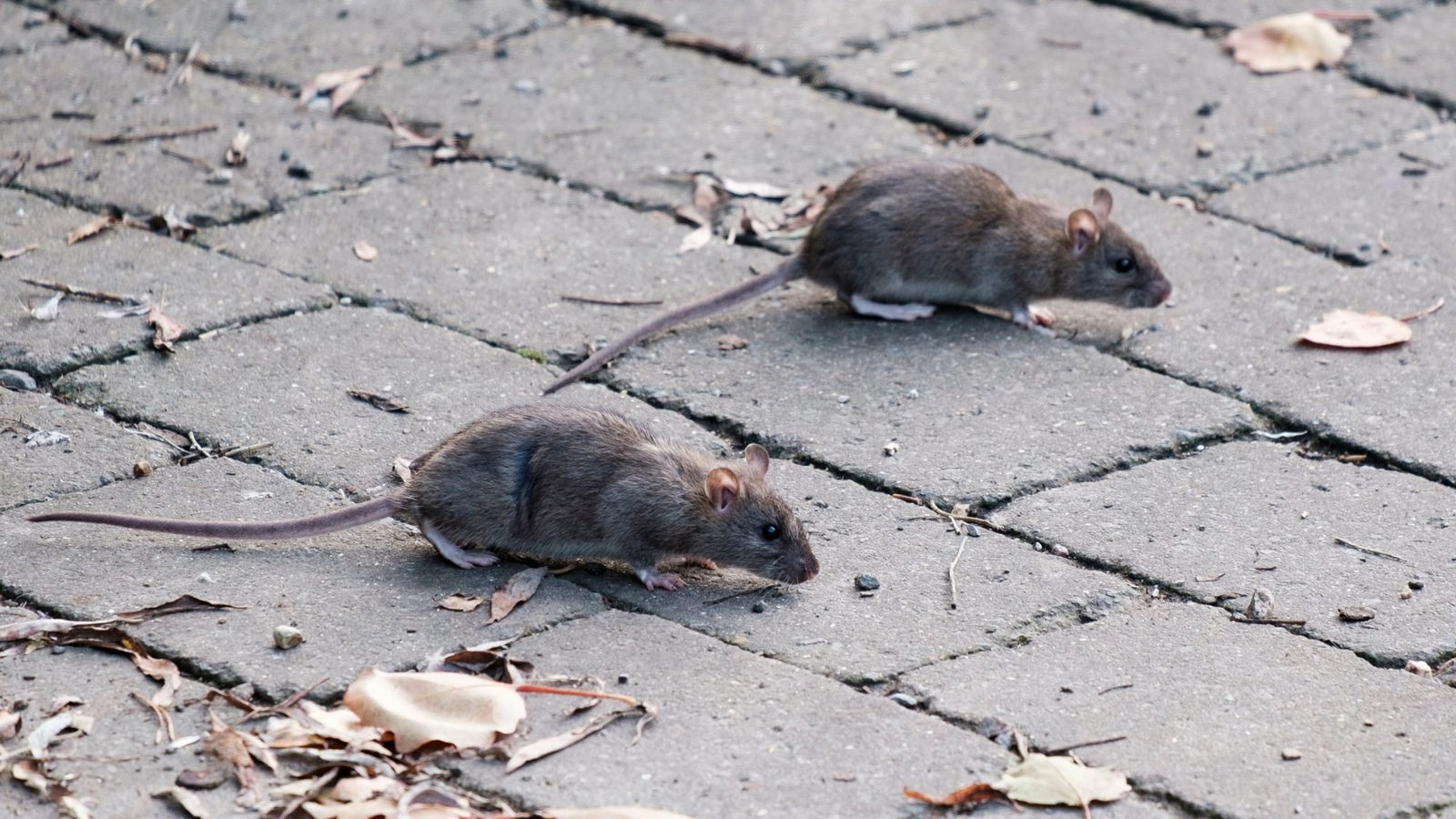 Șobolanii invadează tot mai multe cartiere din București. Rozătoarele ajung în blocuri și transformă zone întregi în focare de infecție
