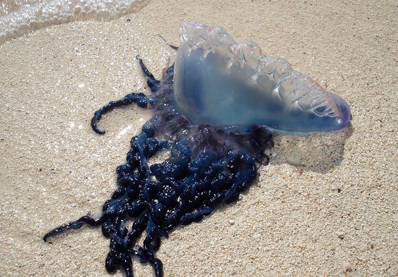 „Teroarea plutitoare" tot mai întâlnită în Europa. Creaturile veninoase asemănătoare meduzelor, cu tentacule de 30 de metri, care au invadat plajele
