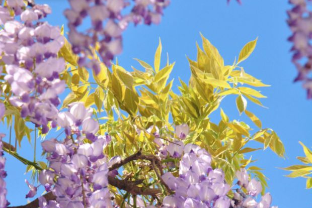1,4 milioane de români îşi serbează onomastica de Florii. Ce nume nu se sărbătoresc astăzi