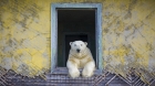 "House of Bears" - Ce nu se observă în această fotografie celebră: o poveste cât se poate de serioasă și profundă de pe o insulă rusească
