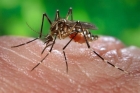 Încă şase persoane au murit, în ultima săptămână, din cauza infecţiei cu virusul West Nile