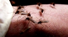 Încă două cazuri de infecție cu virusul West Nile au fost confirmate