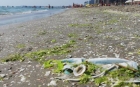 „Surprizele" litoralului românesc: „N-am întâlnit aşa ceva până ieri. Şi avem mulţi ani de mare"