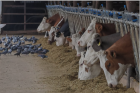 Ăștia ne omoară prin alimente infestate: Lapte "pasteurizat" de vacă infectat cu gripă aviară și vândut în magazine!
