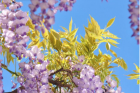 1,4 milioane de români îşi serbează onomastica de Florii. Ce nume nu se sărbătoresc astăzi