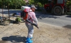 A fost depistat un nou focar de pestă porcină. Mai mulți porci au fost eutanasiați