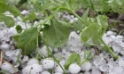 Agricultorii își pot asigura culturile împotriva fenomenelor meteo extreme. Totul cu bani europeni