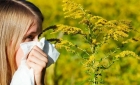 Alergia la ambrozie si firul de iarba. Cel mai eficient remediu