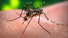 Alertă din cauza virusului West Nile. Încă o persoană a murit