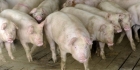 Alerta in Romania! Un nou focar de pesta porcina africana a fost descoperit in vestul tarii