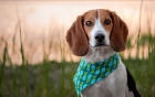 Aproape 2 milioane de animale au fost ucise în Italia în laboratoare de cercetare. Câinii din rasa beagle sunt implicați în studii legate de rezistența cardiacă și implanturi dentare

