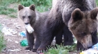 Bărbat atacat de urs în Brașov