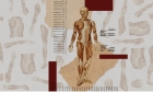 Bodyoids - Oamenii de știință de la Stanford studiază cultivarea de corpuri umane "de rezervă" dezvoltate în pântece artificiale