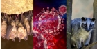Bomba despre originea COVID-19. Studiul exploziv care zdruncină teoria Chinei și rescrie începutul pandemiei
