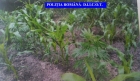 Cannabisul, cel mai consumat drog in Romania, urmat de substantele psihoactive, cocaina si ecstasy