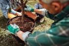 Copacul care ține departe țânțarii. Plantează-l în curtea și nicio insectă nu îți va da bătăi de cap
