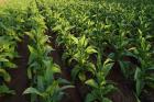 Curiozități fascinante despre planta Nicotiana tabacum
