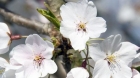 De 1 Mai se serbează şi Armindeni, sărbătoare cunoscută şi ca "Ziua Pelinului"