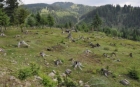 Defrișările ilegale de pădure se văd din satelit. Hoții de lemne sunt urmăriți de pe orbită