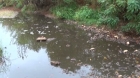 Depăşiri de 750 de ori ale concentraţiilor admise la azot amoniacal pe un pârău din Cluj
