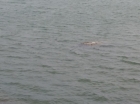 Descoperire misterioasă în Lacul Morii