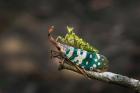 Dispar insectele și odată cu ele un întreg ecosistem: Agricultura intensivă cu seminte modificate genetic este principalul factor care generează acest fenomen
