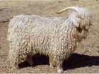 Doi români, arestaţi în Berlin, sub acuzaţia că au ucis şi transat o capră de Angora, într-o gradină zoologică