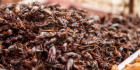 După viermi, greieri și lăcuste, furnicile sunt propuse drept aliment care să înlocuiască friptura la grătar

