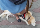 Femeie nevăzătoare, umilită la intrarea într-un magazin. „Magazinul e plin de alimente, ce să caute animalul înăuntru?"