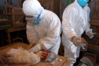 Focar de gripă aviară la doi kilometri de Timiş