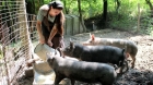 Guvernul vrea să ia dreptul românilor de a creşte porci in gospodarii