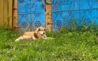 Hachiko de Iaşi rupe sufletul trecătorilor. Câinele credincios îşi aşteaptă stăpânul care a murit acum câteva zile