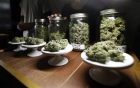 Halucinant. Canada a legalizat consumul de marijuana în scop recreațional