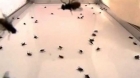 Iata cum scapi doar in cateva secunde de mustele, tantarii sau insectele care-ti intra vara in casa