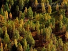 Incendiu puternic în Apuseni: Ard 75 de hectare de vegetaţie şi litieră