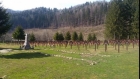 Informaţie şoc: oasele considerate ca fiind ale celui de-al 150-lea militar român înmormântat la Valea Uzului sunt de origine animală