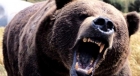 Ingrijitori atacati de ursi la Gradina Zoologica din Brasov! S-a deschis o ancheta