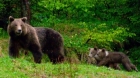 Jandarmii au fost chemaţi să alunge alunge urşii din Băile Tuşnad. Populaţia, avertizată prin RO-ALERT