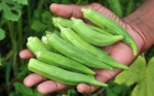 Leguma care poate vindeca diabetul in doar 28 de zile. Cum trebuie consumata