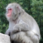 Maimuţele confiscate de la Nuțu Cămătaru au ajuns la Grădina Zoologică din Târgu Mureş